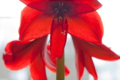 2010-04_Amaryllis_037