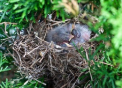 2010-07_Chicks_009