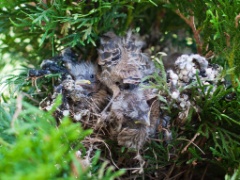 2010-07_Chicks_022