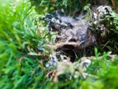 2010-07_Chicks_035