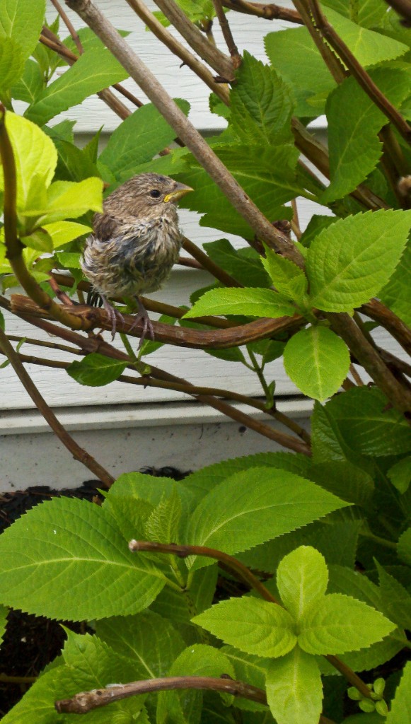 2011-05_Garden_064