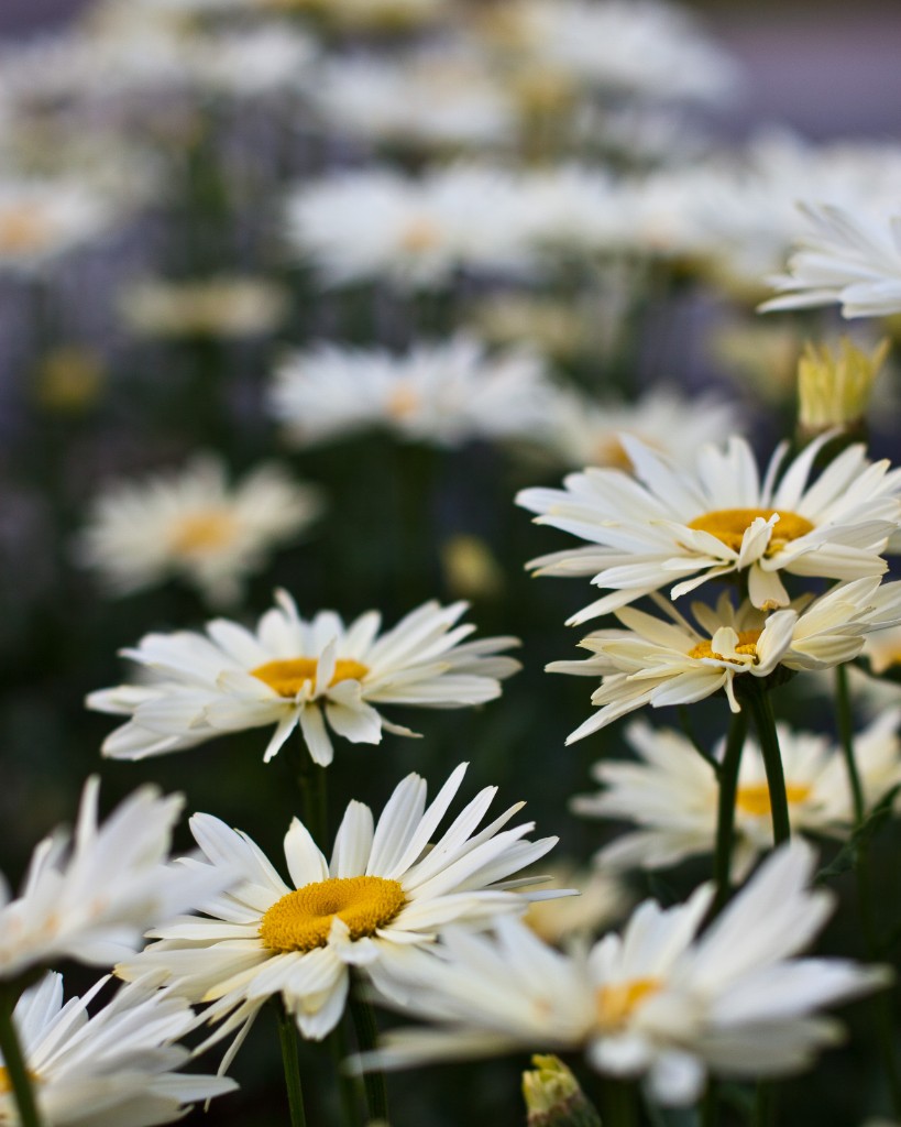 2011-07_Garden_043