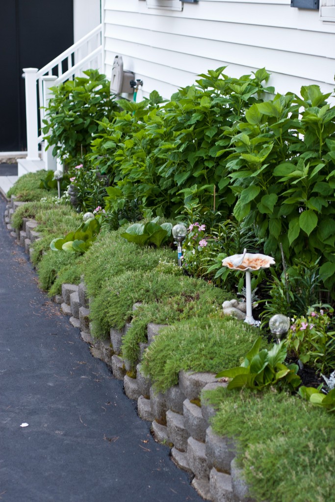2011-07_Garden_057