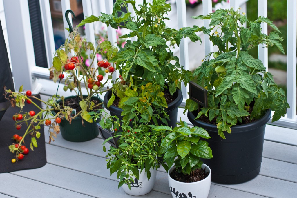 2011-07_Garden_061