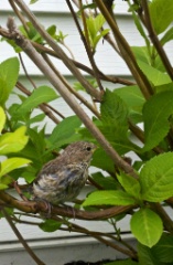 2011-05_Garden_065