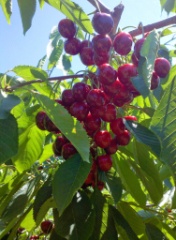 2011-07_Butternut_002