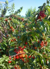 2011-07_Butternut_006