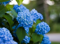 2011-07_Garden_036