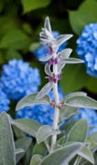 2011-07_Garden_041