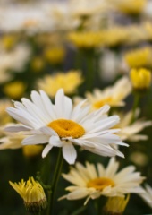 Garden 2011