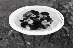 2011-07_Garden_058