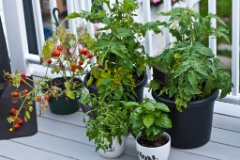 2011-07_Garden_061