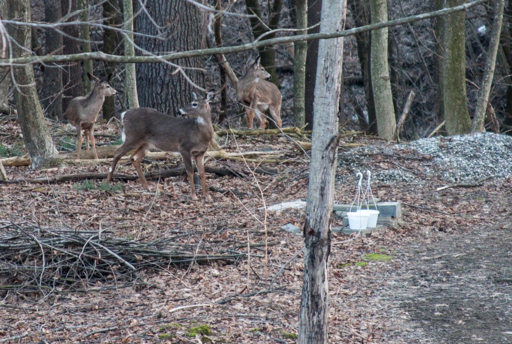 2013-04_BackyardDeer_007