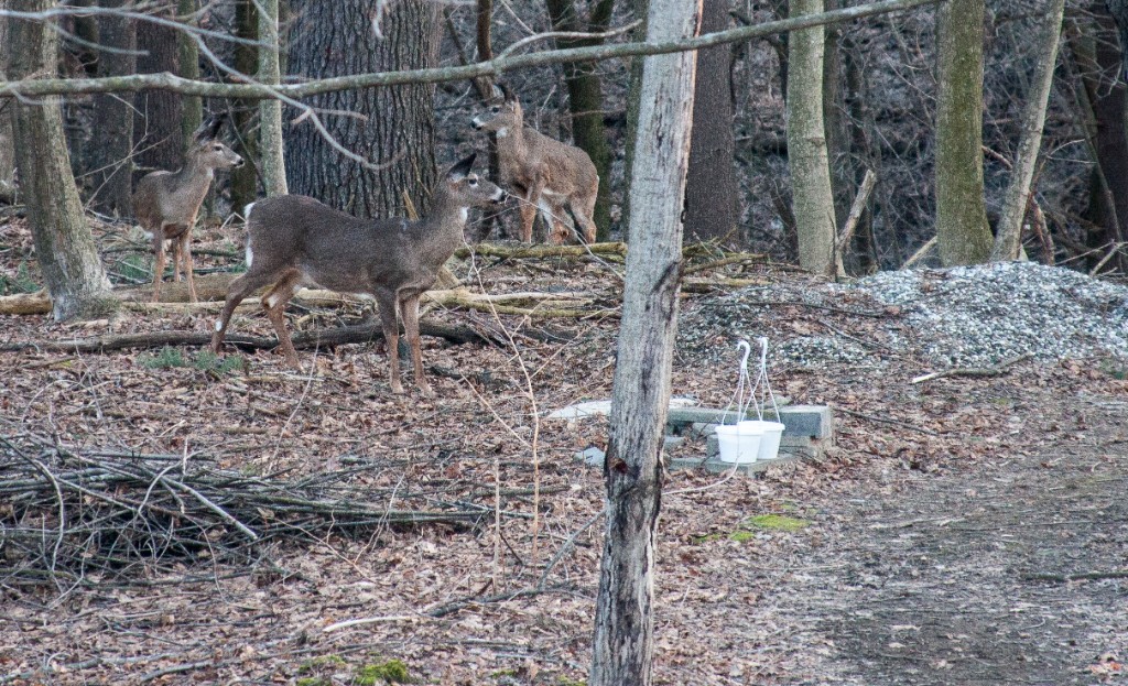 2013-04_BackyardDeer_018