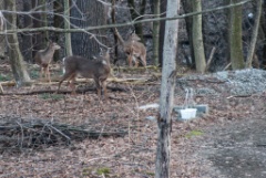 2013-04_BackyardDeer_007