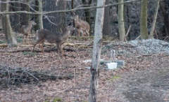 2013-04_BackyardDeer_018