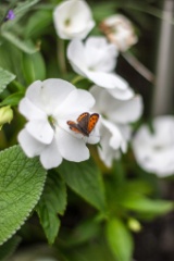 2013-07_Garden_002