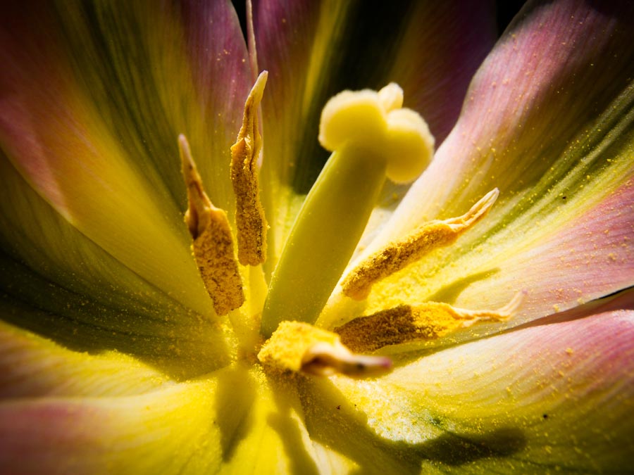 Stamens