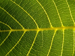 Leaf