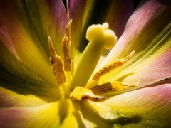 Stamens