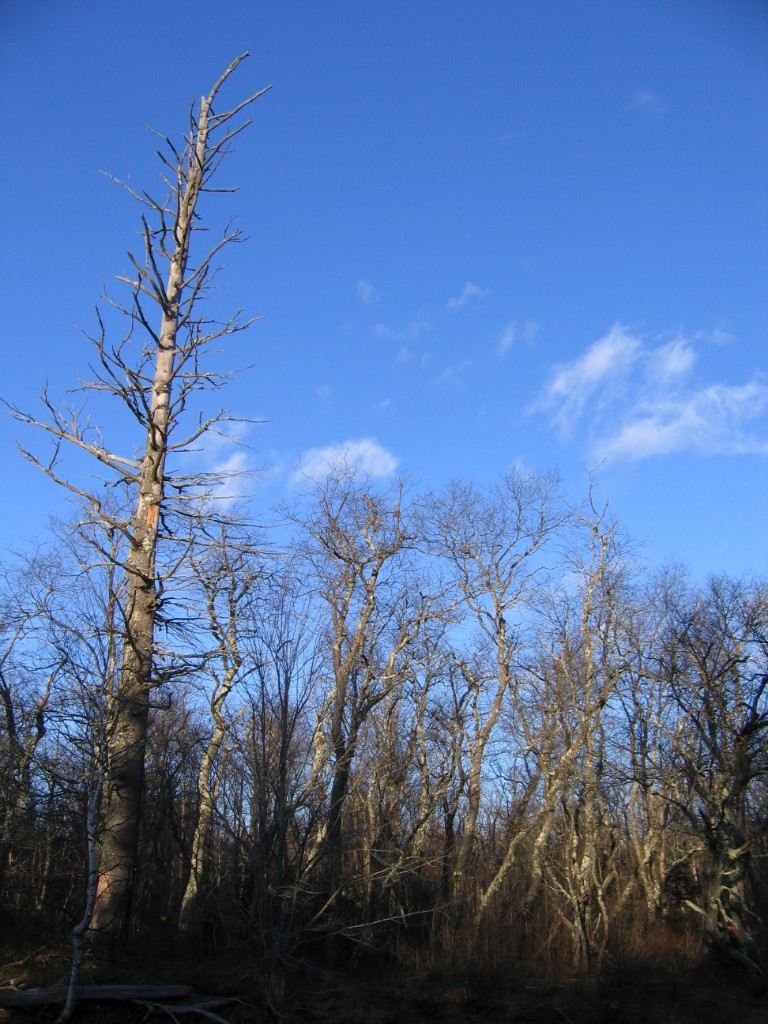 2008-11_SteveWhiteMountains_037