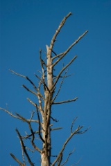 2008-11_WhiteMountains_102