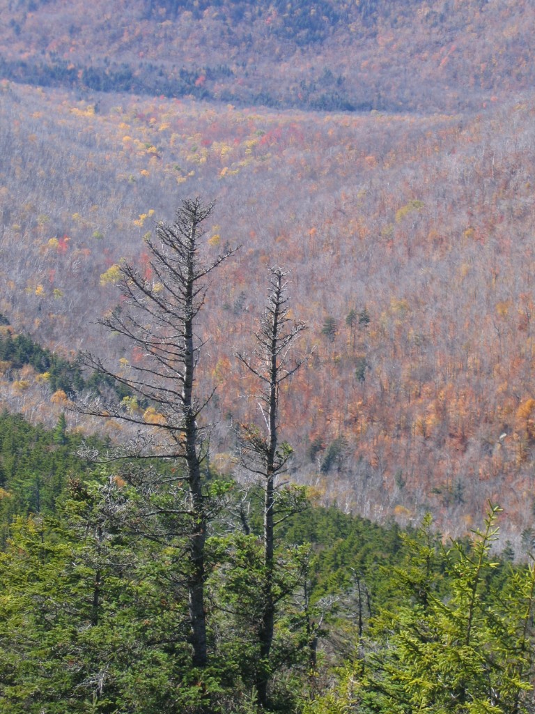 IMG_4908