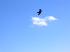 IMG_4930
